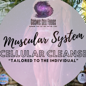 Muscular System Cellular Therapy Cleanse